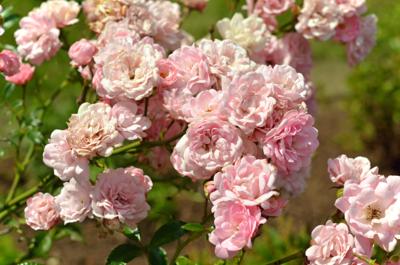 Roze bodembedekkende roos