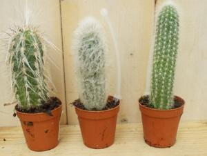 3 stuks! Kamerplant Cactus mini hoog - Warentuin natuurlijk
