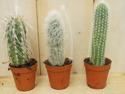 3 stuks! Kamerplant Cactus mini hoog - Warentuin natuurlijk
