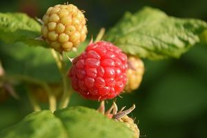 Framboos &apos;Autumn Bliss&apos;