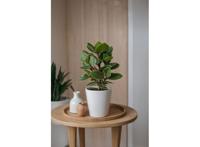 Clusia Rosea Princess XL