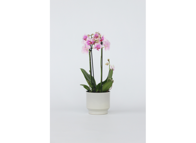 Phalaenopsis Multiflora Orchidee roze