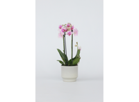 Phalaenopsis Multiflora Orchidee roze