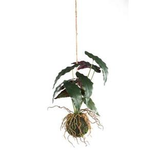 PTMD Leaves Plant hanging typhonium trifoliatum