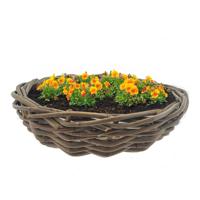 Planten/bloemen schaal - rotan gevlochten - D41 x H12 cm - terrasschaal - mand - riet