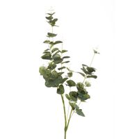 Eucalyptus