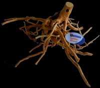 Superfish Spiderwood Large - Natuurlijk Goudbruin met Complex Vertakkingen voor Aquaria