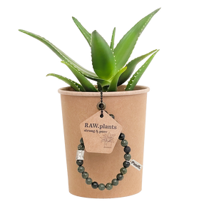 Plant & Armband | BIO Aloë Delaetii | Armband PuuR