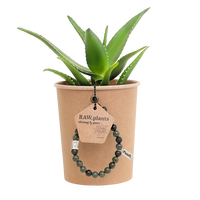 Plant & Armband | BIO Aloë Delaetii | Armband PuuR - thumbnail