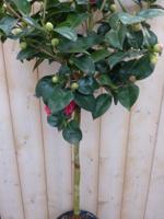 Camelia rood op stam 120 cm Warentuin Natuurlijk - Warentuin natuurlijk