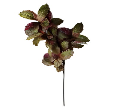 Berkenblad groen rood 120 cm - Buitengewoon de boet