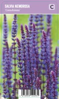 V.I.P.S. Salvia nemorosa ''Caradonna'' - Bossalie (P9)