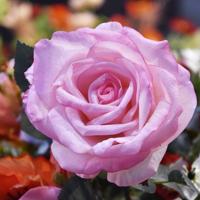 Kunst Rozentak Elizabeth RT 65 cm rose Kunst Rozentak Elizabeth RT 65 cm rose