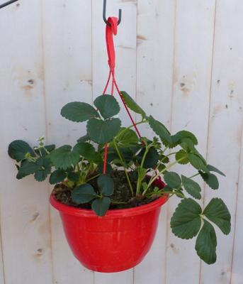 Aardbei Fragaria in hangpot Warentuin Natuurlijk - Warentuin natuurlijk