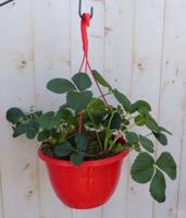 Aardbei Fragaria in hangpot Warentuin Natuurlijk - Warentuin natuurlijk