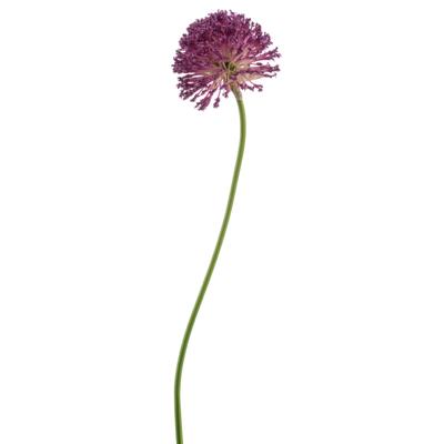 Allium