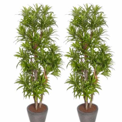 Kunstplant Groene Dracaena reflexa - 2x - H120 cm - voor binnen - nepplant - binnenplant
