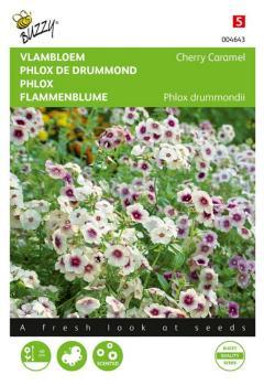 Zaden phlox vlambloem cherry caramel 0.4 gram - Buzzy