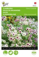 Zaden phlox vlambloem cherry caramel 0.4 gram - Buzzy Zaden phlox vlambloem cherry caramel 0.4 gram - Buzzy
