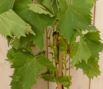 Druif Vitis eetbaar - Warentuin natuurlijk