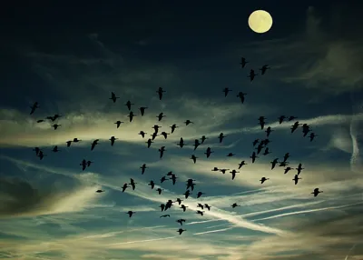 Alexsar Art Tuinschilderij birds swarm 70x50cm