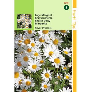 Hortitops - 2 stuks Chrysanthemum Max.Nanum Silver Princess