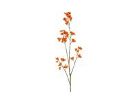 Decostar Delfinium steel 110 cm oranje