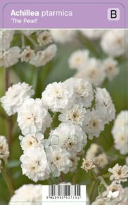 Vips Achillea ptarmica The Pearl - Duizendblad