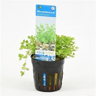 Micranthemum umbrosum - 6 stuks - aquarium plant