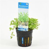 Micranthemum umbrosum - 6 stuks - aquarium plant - thumbnail