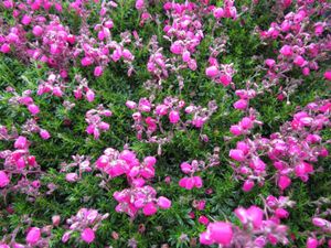 Roze Ierse heide