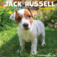 Jack Russell Terrier Puppies Kalender 2026