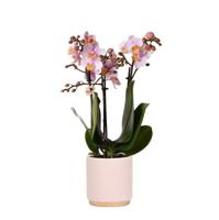 Kolibri Orchids | Roze Phalaenopsis orchidee - Andorra + Gold foot sierpot roze - potmaat Ø9cm - 35cm hoog | bloeiende kamerplant in bloempot - vers van de kweker