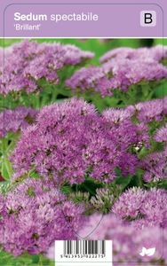 Vips Sedum spectabile Brillant - Hemelsleutel