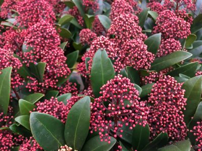 Skimmia