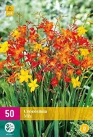 Bloembollen Crocosmia Mix 50st