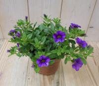 3 stuks! Petunia Million Bells paars Warentuin Natuurlijk - Warentuin natuurlijk