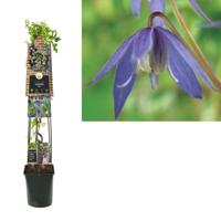 Klimplant Clematis alpina 120 cm Bosrank Van der Starre - Van der starre