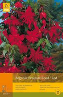 Begonia pendula rood 3st bloembol zomer Begonia JUB - Jub