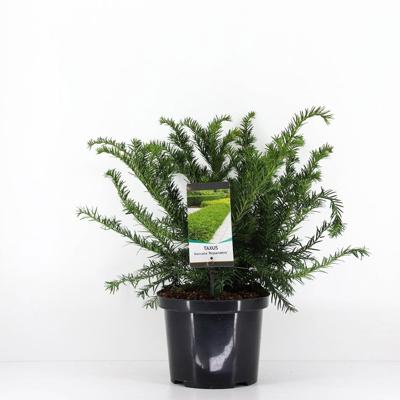 Taxus baccata summergold 40-50 cm - Warentuin natuurlijk