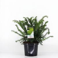 Taxus baccata summergold 40-50 cm - Warentuin natuurlijk
