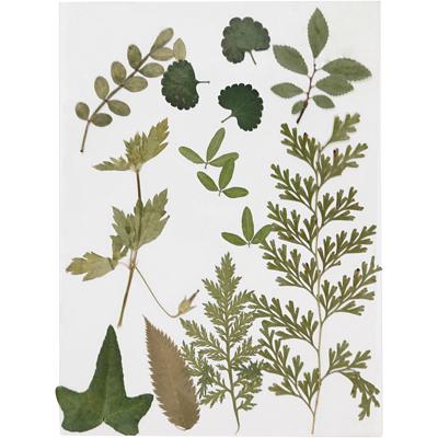 Creativ Company Gedroogde bloemen en bladeren, groen, 1 doos