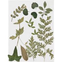 Creativ Company Gedroogde bloemen en bladeren, groen, 1 doos