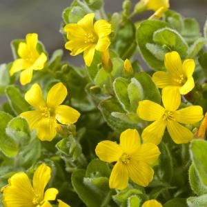 Moerashertshooi (Hypericum elodes) moerasplant - 6 stuks