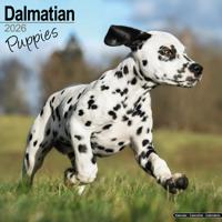 Dalmatier Puppies Kalender 2026
