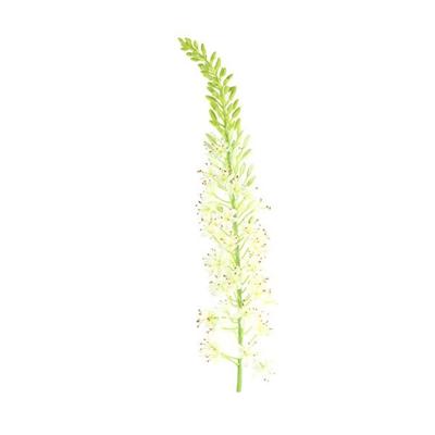 Kunstbloem Lythrum Wit S