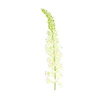Kunstbloem Lythrum Wit S