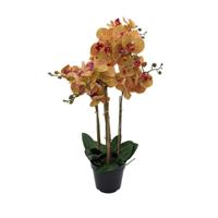 Phalaenopsis Orchidee in pot x5 60 cm Tiger Yellow kunstplant Buitengewoon de Boet - Buitengewoon de boet