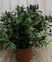 Veronica Hebe Andersonii Paars met bont/donkergroen GROOT - Warentuin natuurlijk