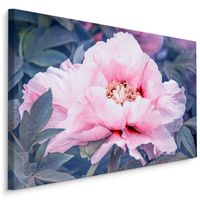 Schilderij - Prachtige roze roos in bloei, eyecatcher in uw kamer, premium print - thumbnail
